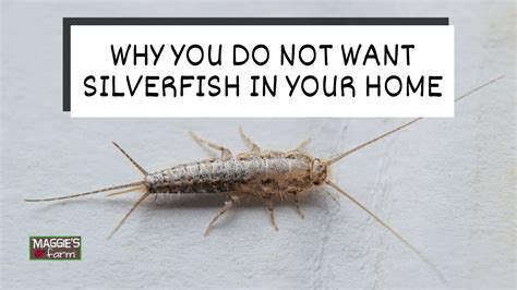 Do Silverfish Eat Books? And Why Do They Prefer Shakespeare Over Stephen King?